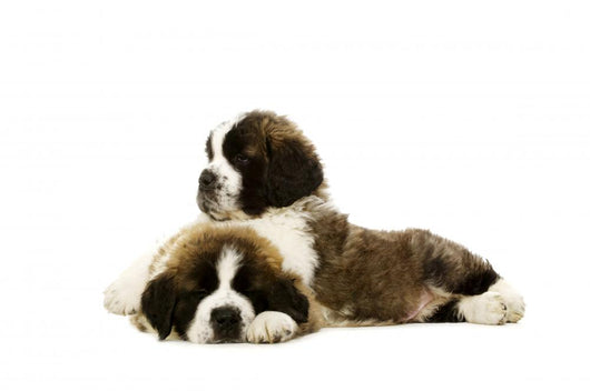 St Bernard Puppies Isolated on White 