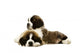 St Bernard Puppies Isolated on White 