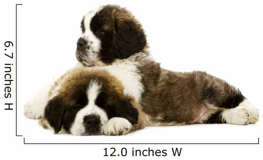 St Bernard Puppies Isolated on White 