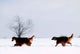 Two Irish Setters Trotting Wall Decal