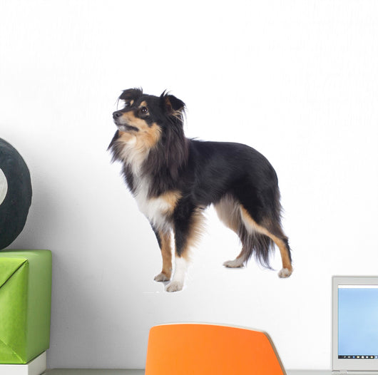 Sheltie Standing Sideways Isolated Wall Decal