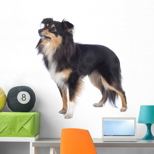 Sheltie Standing Sideways Isolated Wall Decal