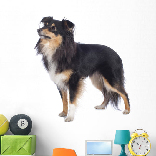 Sheltie Standing Sideways Isolated Wall Decal