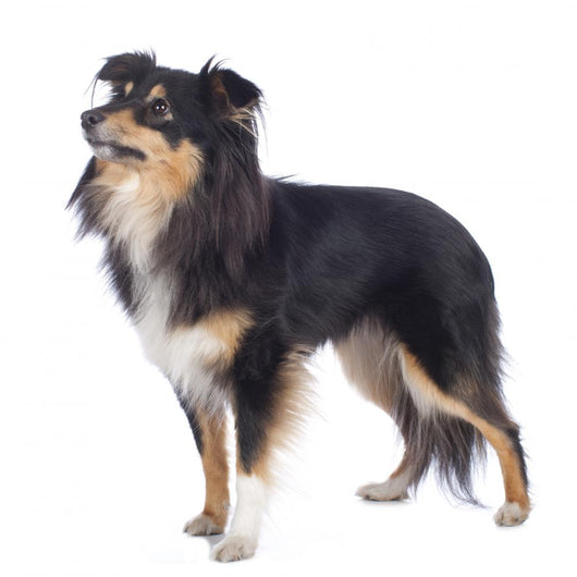 Sheltie Standing Sideways Isolated Wall Decal