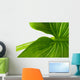 Elephant Ear Leaf Wall Decal