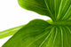 Elephant Ear Leaf Wall Decal