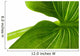 Elephant Ear Leaf Wall Decal