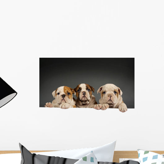 English bulldog puppies Wall Decal