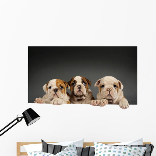 English bulldog puppies Wall Decal