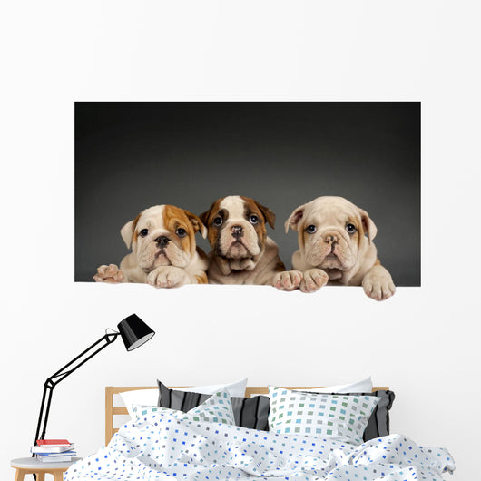 English bulldog puppies Wall Decal