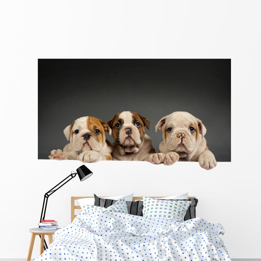 English bulldog puppies Wall Decal