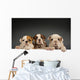 English bulldog puppies Wall Decal