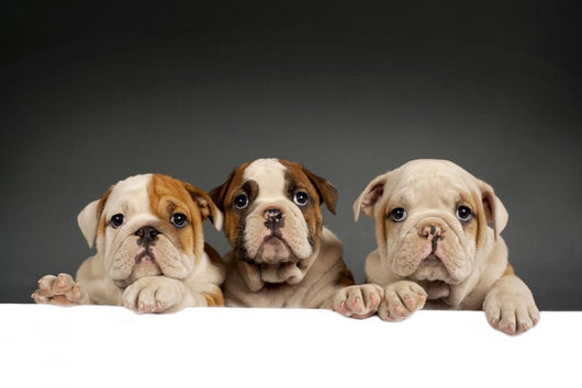 English bulldog puppies Wall Decal