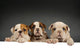 English bulldog puppies Wall Decal