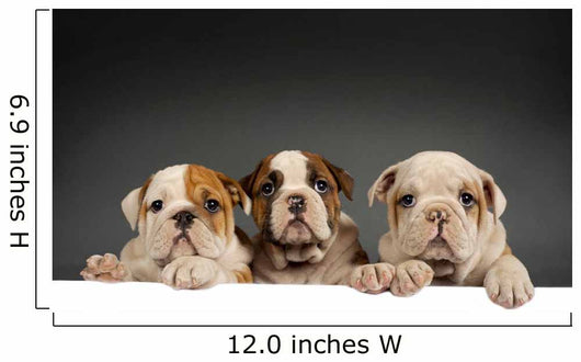 English bulldog puppies Wall Decal