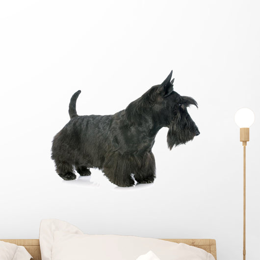 Scottish Terrier Wall Decal