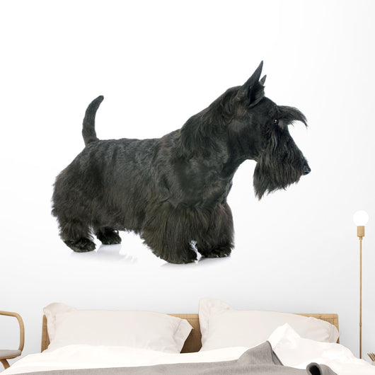 Scottish Terrier Wall Decal