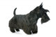 Scottish Terrier Wall Decal
