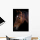 Portrait of a horse on a black background Wall Mural