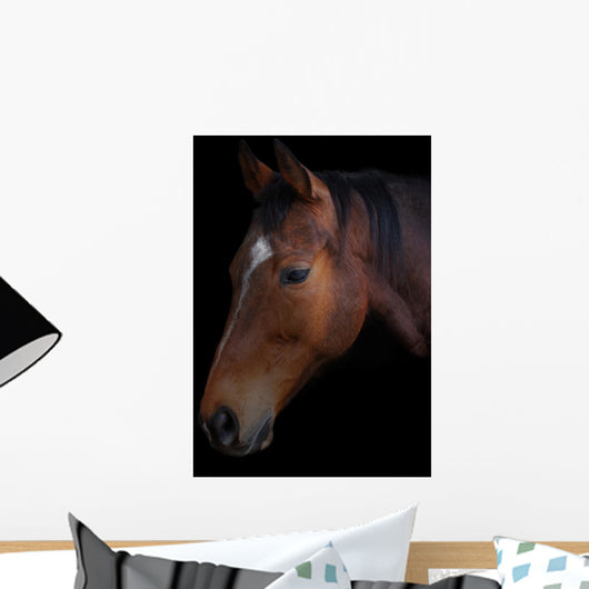 Portrait of a horse on a black background Wall Mural