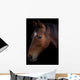 Portrait of a horse on a black background Wall Mural