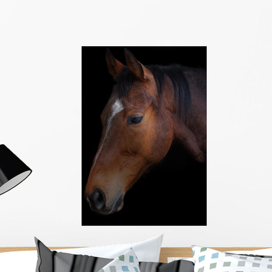 Portrait of a horse on a black background Wall Mural
