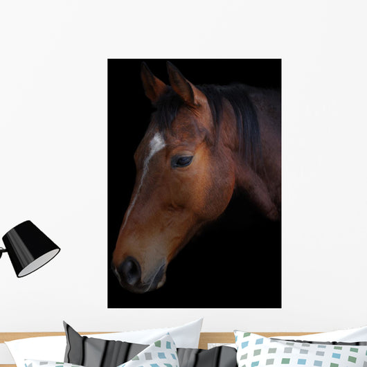 Portrait of a horse on a black background Wall Mural