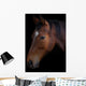 Portrait of a horse on a black background Wall Mural