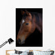 Portrait of a horse on a black background Wall Mural