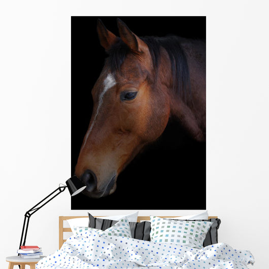 Portrait of a horse on a black background Wall Mural