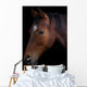 Portrait of a horse on a black background Wall Mural