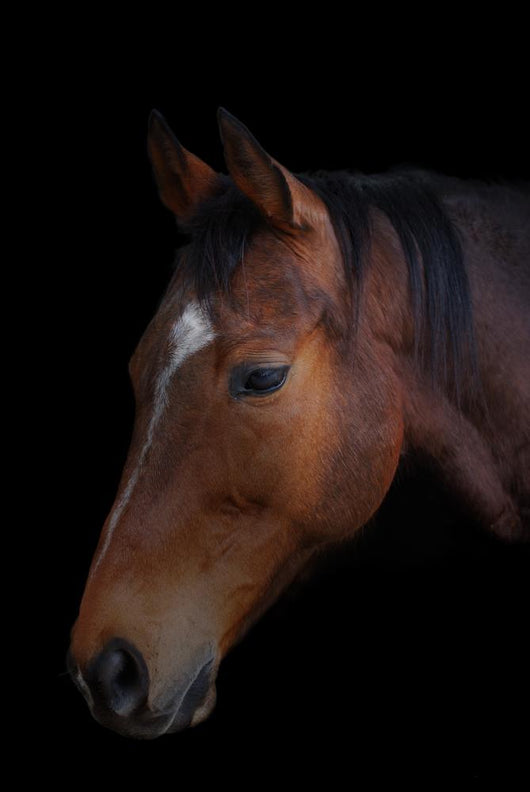 Portrait of a horse on a black background Wall Mural