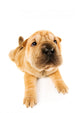 Funny Sharpei Puppy Wall Decal
