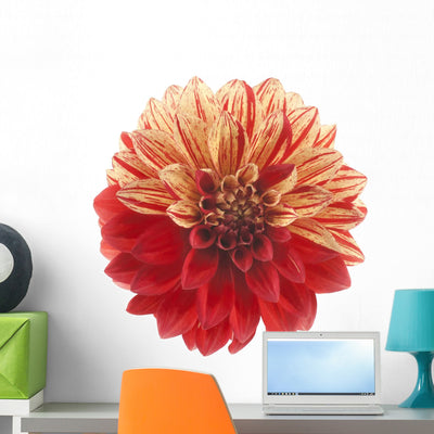 Dahlia shown on a wall