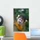 Cute Squirrelmonkey Wall Decal