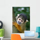 Cute Squirrelmonkey Wall Decal