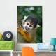 Cute Squirrelmonkey Wall Decal