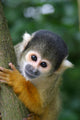 Cute Squirrelmonkey Wall Decal