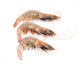 Close up of Three Fresh Shrimp Wall Decal