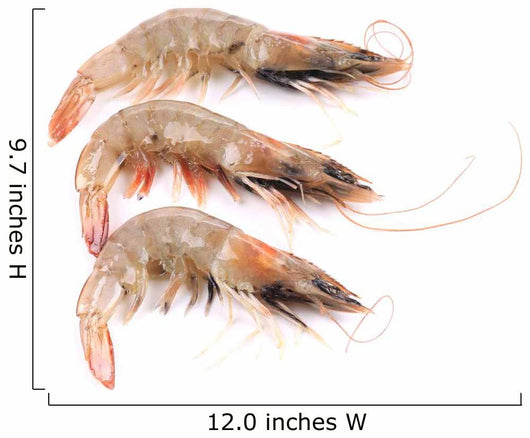 Close up of Three Fresh Shrimp Wall Decal