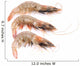 Close up of Three Fresh Shrimp Wall Decal
