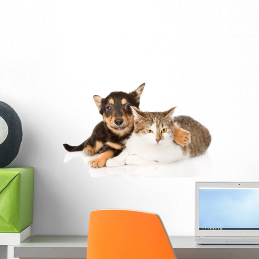 Tiny Puppy Dog Embracing a Cat. Isolated on White Background 