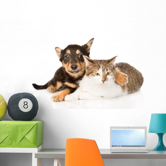Tiny Puppy Dog Embracing a Cat. Isolated on White Background 