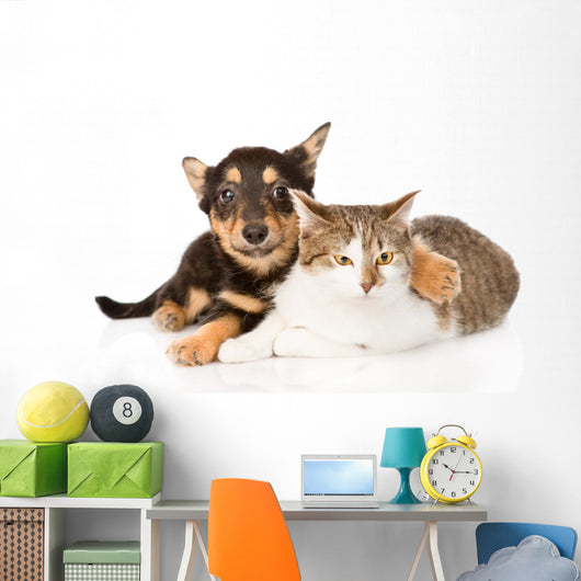 Tiny Puppy Dog Embracing a Cat. Isolated on White Background 