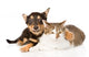 Tiny Puppy Dog Embracing a Cat. Isolated on White Background 