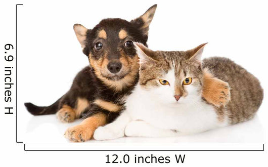 Tiny Puppy Dog Embracing a Cat. Isolated on White Background 