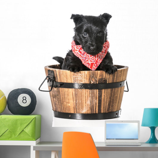 Puppy in a Bucket 