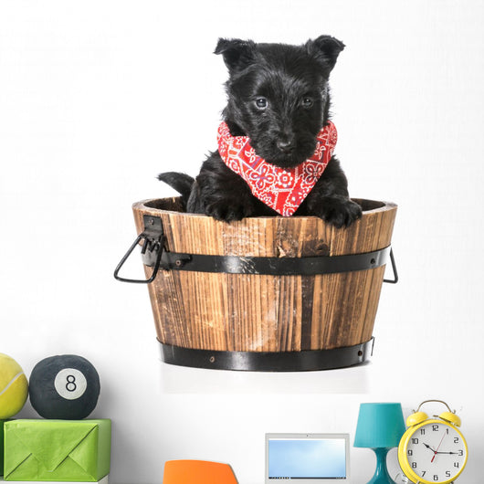 Puppy in a Bucket 