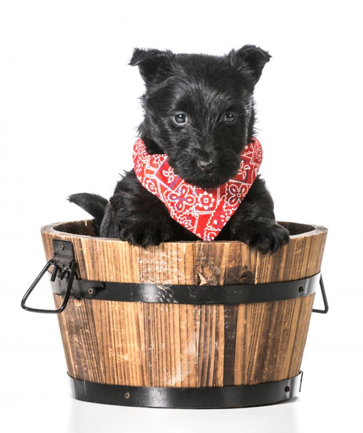 Puppy in a Bucket 