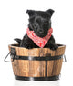 Puppy in a Bucket 